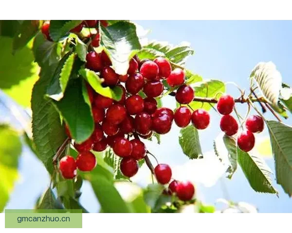 樱桃视频：品味生活，点亮精彩视界